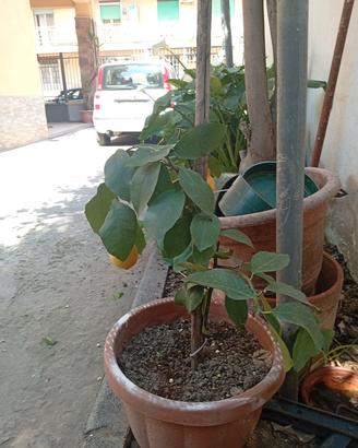 pianta Limone 