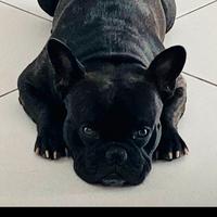 Bulldog Francese