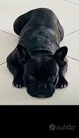 Bulldog Francese