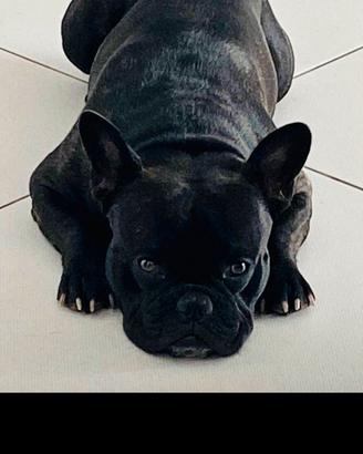 Bulldog Francese