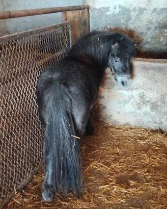 Pony