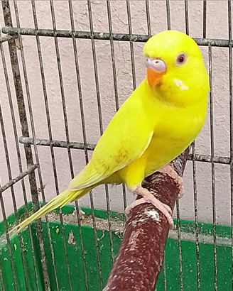 Uccelli