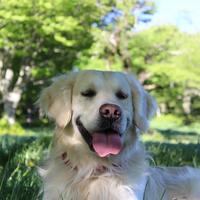 Golden Retriever per monte