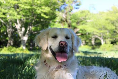 Golden Retriever per monte