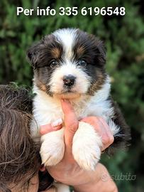Cuccioli di Pastore Australiano