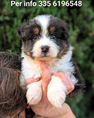 Cuccioli di Pastore Australiano
