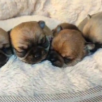 Cuccioli di chihuahua maschi e femmine