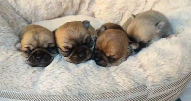 Cuccioli di chihuahua maschi e femmine