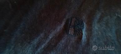 felpa Timberland consegna a mano 