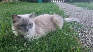 Cuccioli RAGDOLL con PEDIGREE FIAF