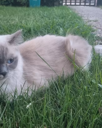 Cuccioli RAGDOLL con PEDIGREE FIAF