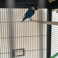 Pappagalli insetti Personata