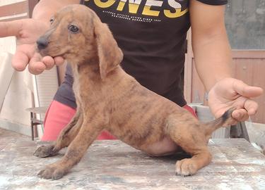 Cuccioli da caccia JAGDTERRIER x SEGUGIO MAREMMANO