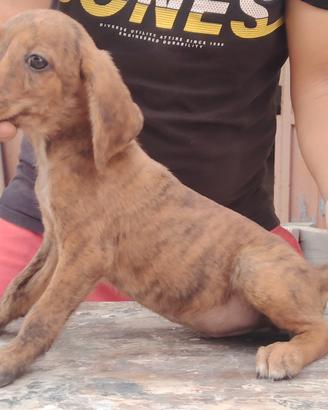Cuccioli da caccia JAGDTERRIER x SEGUGIO MAREMMANO