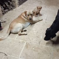 Cuccioli cane labrador