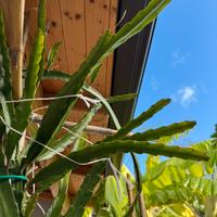 Pitaya frutto del drago