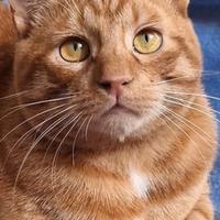 Vincent una fiamma rossa che ti scalderà