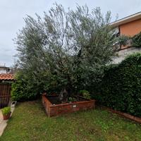 Pianta Ulivo secolare