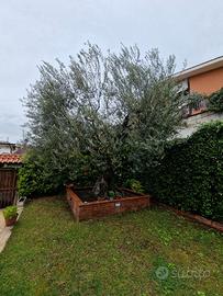 Pianta Ulivo secolare