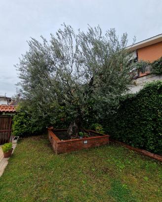 Pianta Ulivo secolare