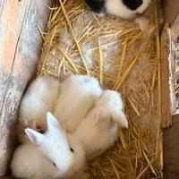 Conigli testa di leone