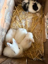 Conigli testa di leone