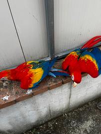 Ara macao altissimo giallo 2025