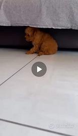 Barboncini toy e mini toy