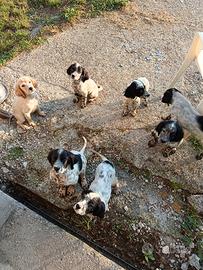 Cuccioli di Setter Inglese Linea Radentis