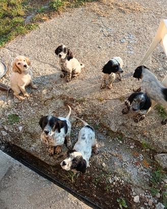 Cuccioli di Setter Inglese Linea Radentis