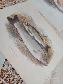 stampe vintage fauna