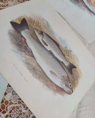 stampe vintage fauna