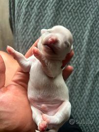 Chihuahua maschietto pelo lungo