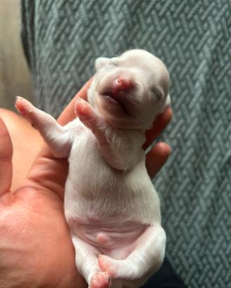 Chihuahua maschietto pelo lungo