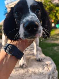 Cucciolo springer/Breton fa tartufo