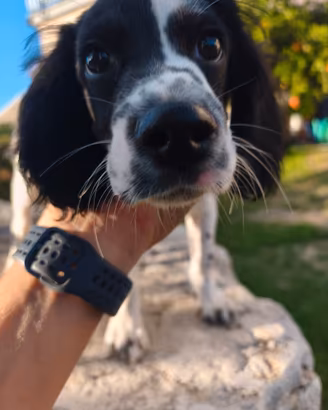 Cucciolo springer/Breton fa tartufo