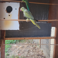 Parrocchetti del collare