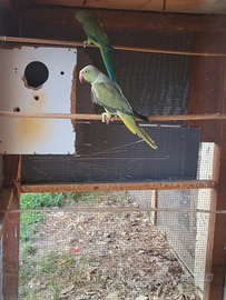 Parrocchetti del collare