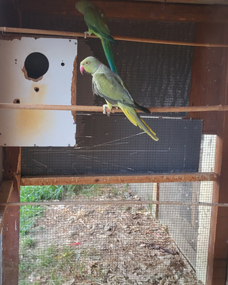 Parrocchetti del collare