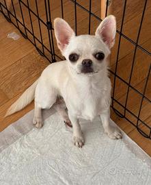 Femmina di Chihuahua