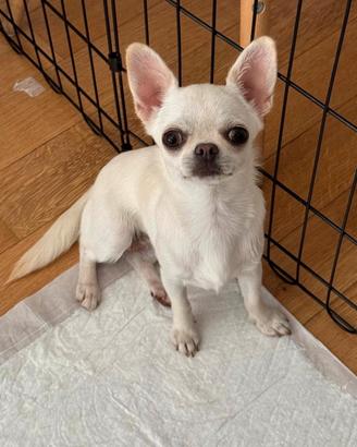 Femmina di Chihuahua