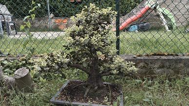 pre bonsai Leccio