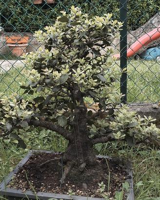 pre bonsai Leccio