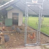 GALLINE per il ns pollaio