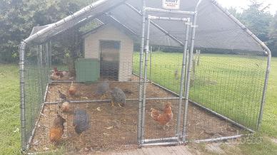 GALLINE per il ns pollaio