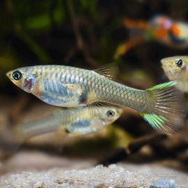 Femmine di Endler (Poecilia wingei)
