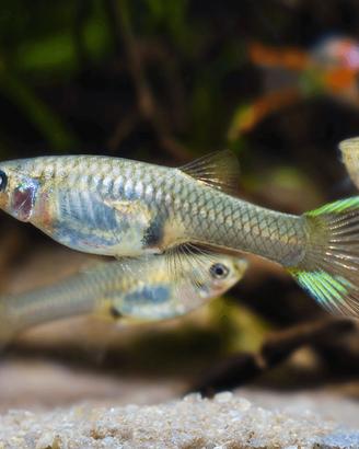 Femmine di Endler (Poecilia wingei)
