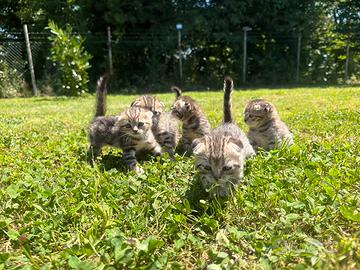 British shorthair e Scottish Fold