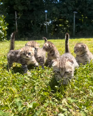 British shorthair e Scottish Fold