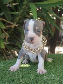 Pitbull tricolor e blue nose
